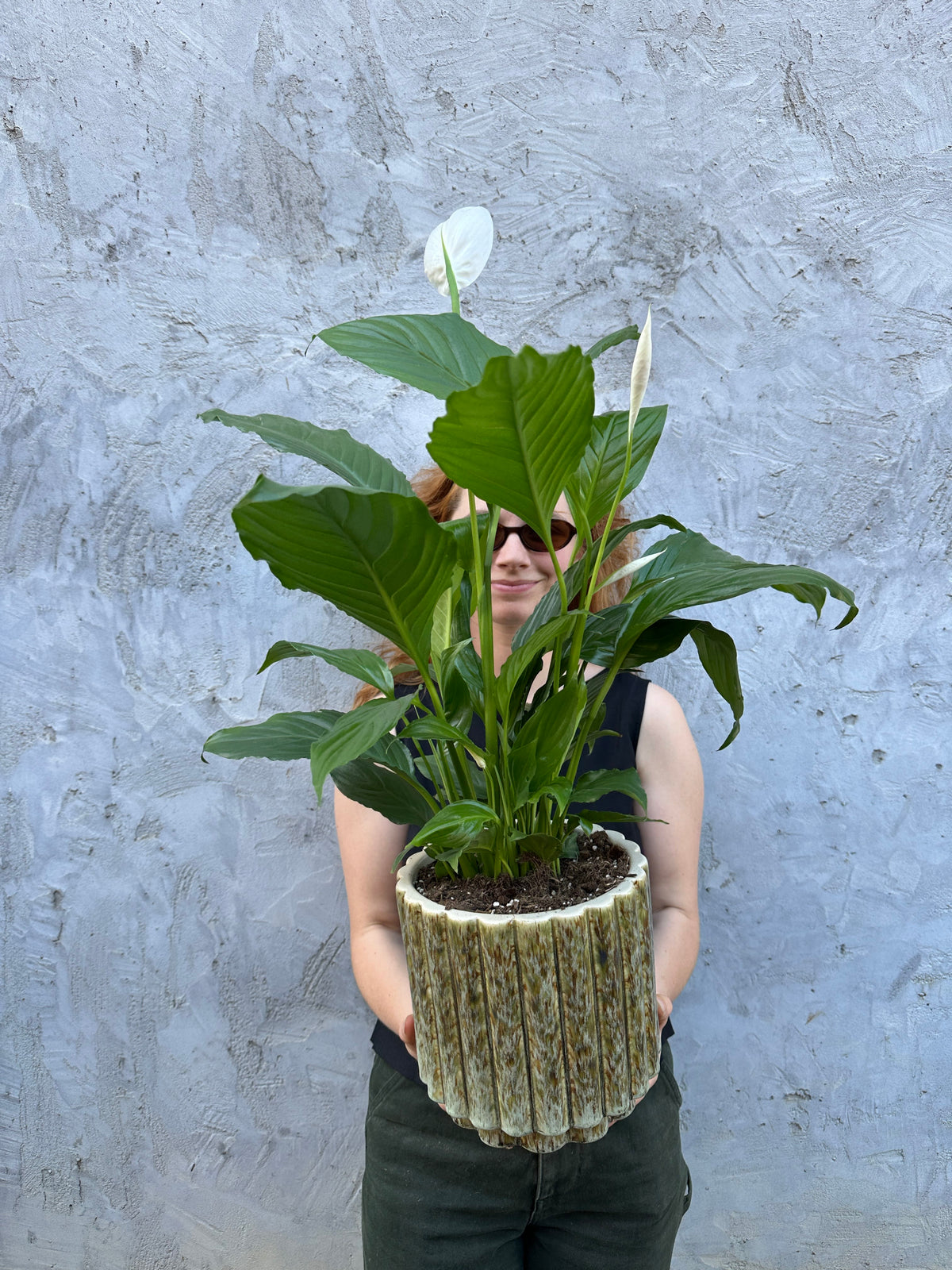 Barona Peace Lily