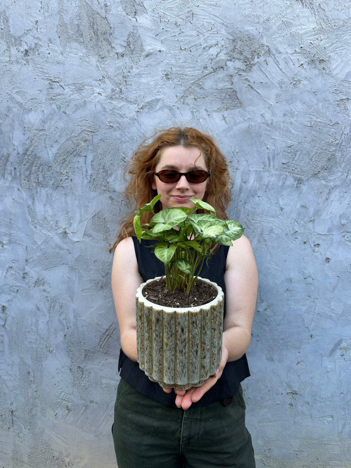 Barona Syngonium Pixie