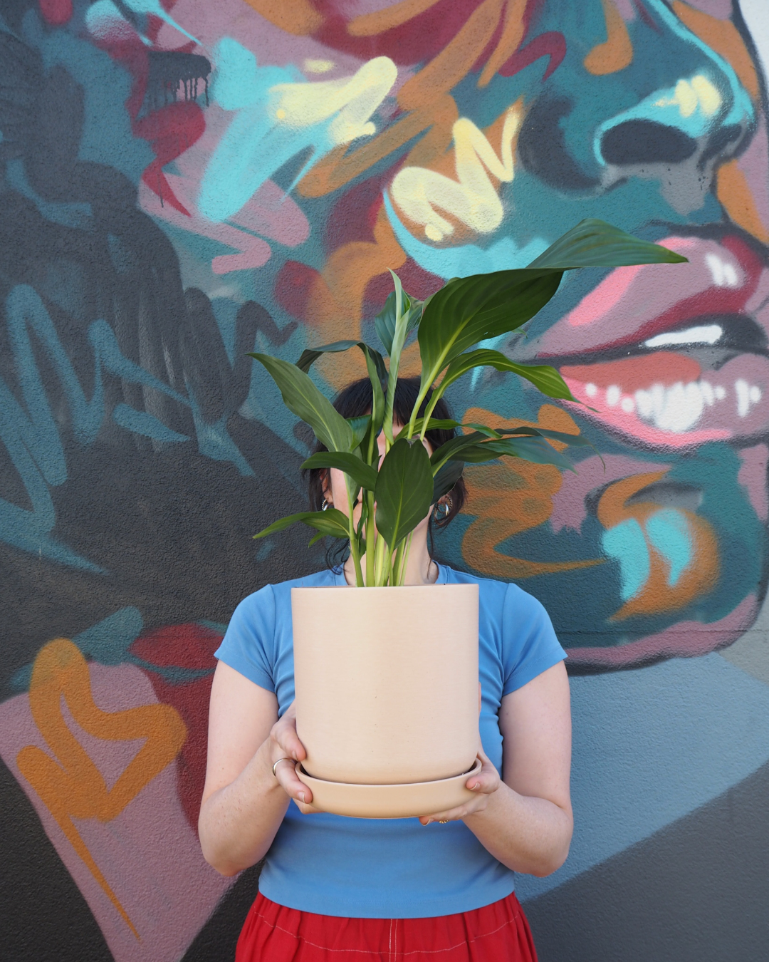 Blush Pothos Large