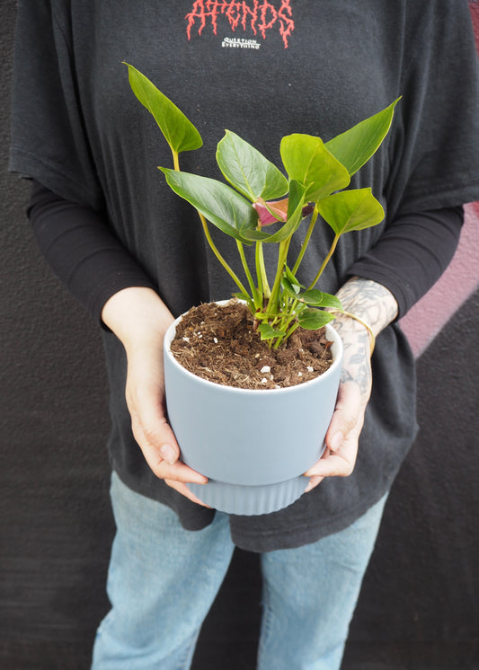 Person holding a potted plant against a dark background