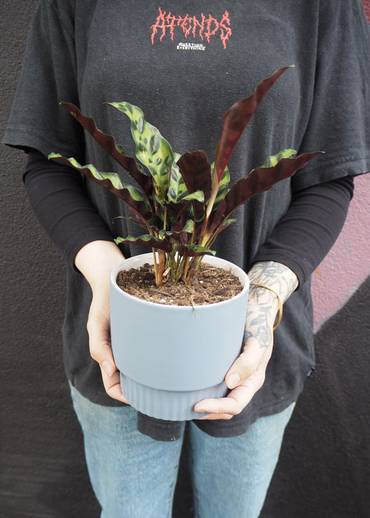 Person holding a potted plant 