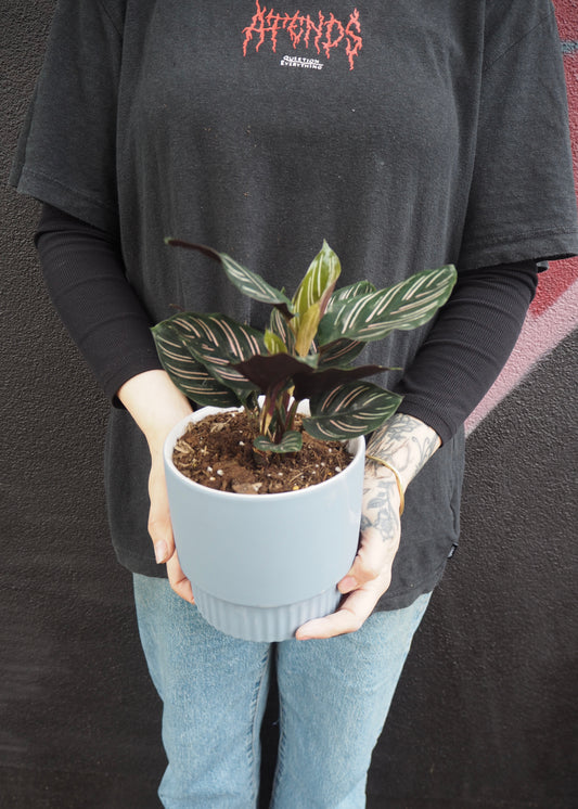 Person holding a potted plant against a dark background