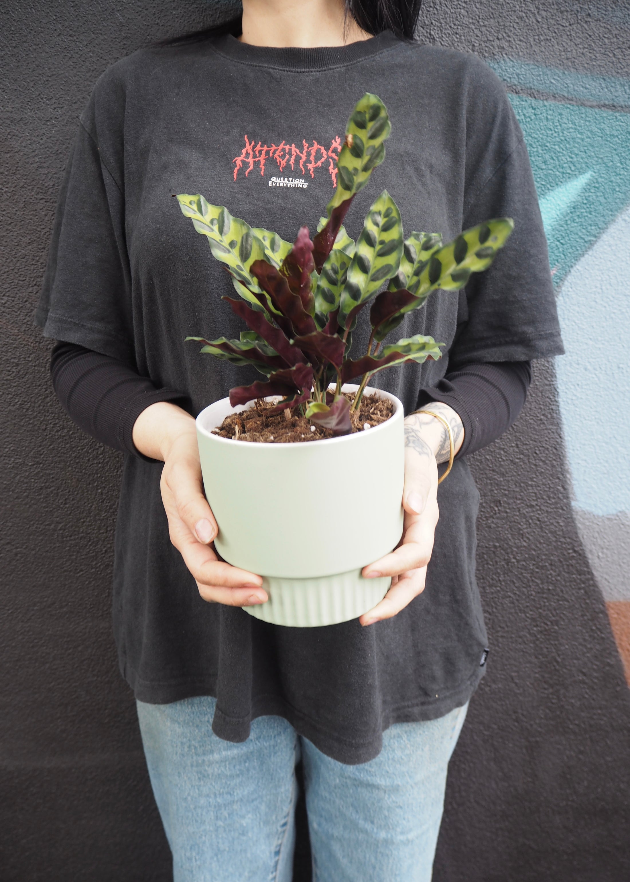 Plants available for same day delivery in Adelaide
