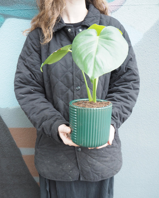 Forest Salad Plant