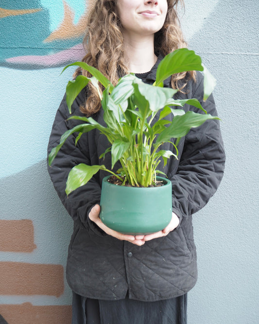 Evergreen Peace Lily