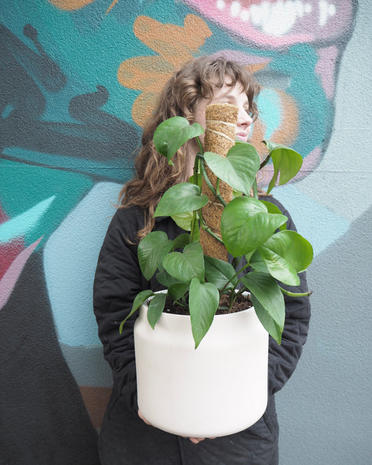 Etta Philodendron Heart Leaf