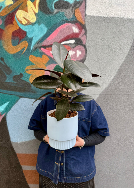 Veneto Blue Burgundy Ficus