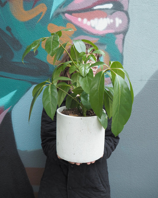 White Umbrella Tree