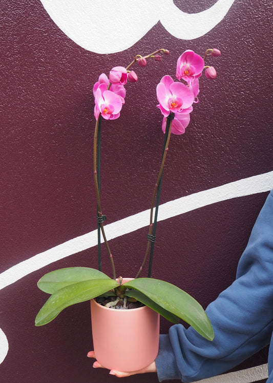 Double Stem Phalaenopsis Plant