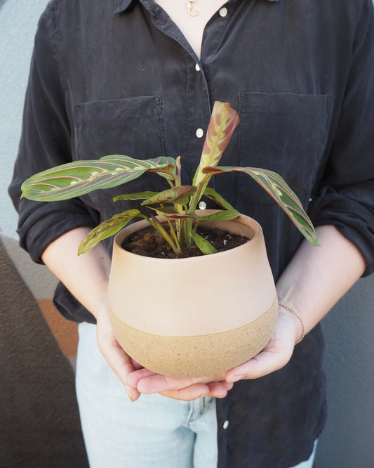 Prayer Plant