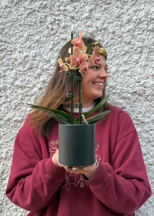 Mini Phalaenopsis Plant
