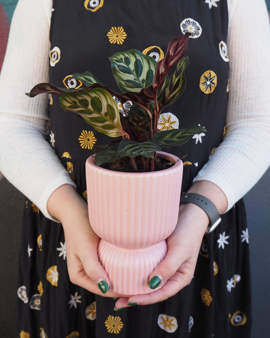 Rosa Peacock Calathea