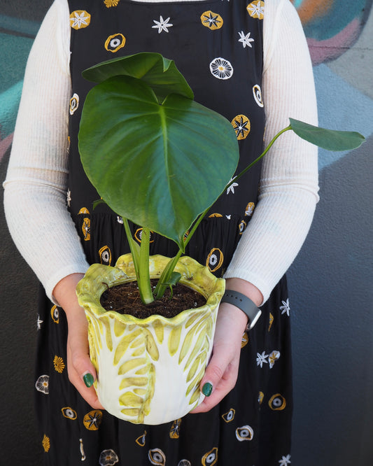 Lechuga Monstera