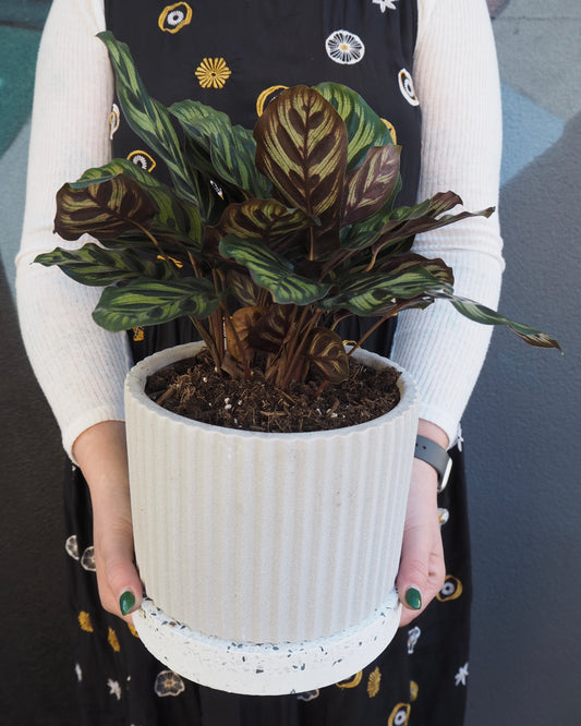 Doric Peacock Calathea