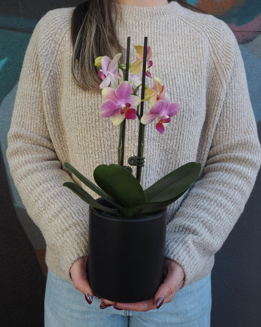 Mini Phalaenopsis Plant