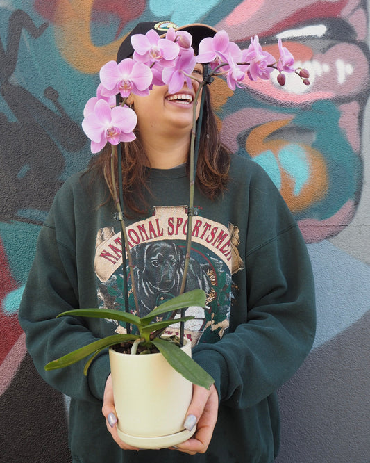Phalaenopsis Plant