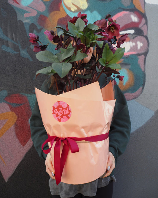 Helebores Plant