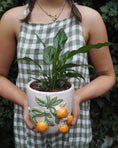 Load image into Gallery viewer, Arancia Peace Lily
