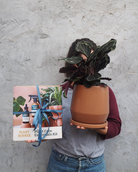 Father's Day Plant Bundle