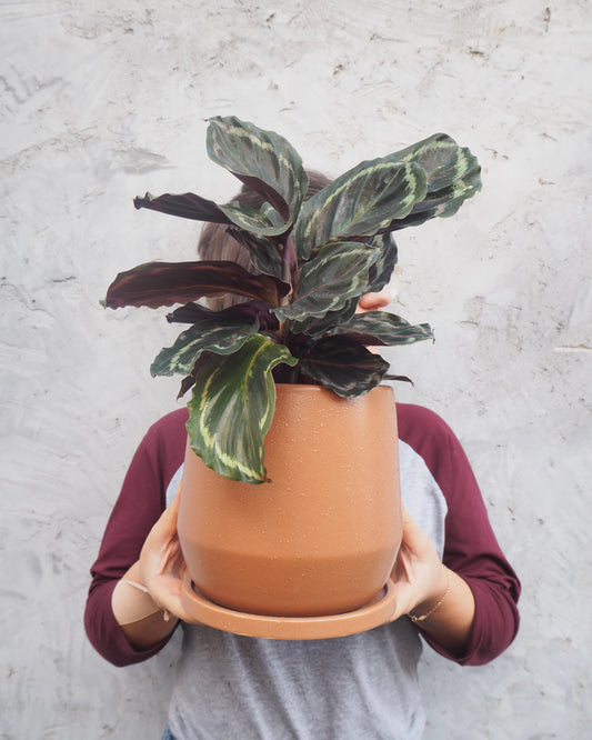Father's Day Plant