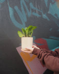 Load image into Gallery viewer, Mini Calathea Musaica
