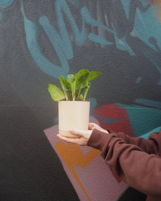 Mini Calathea Musaica