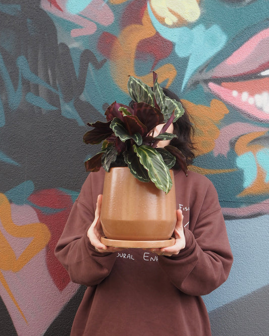 Rusty Ctenanthe