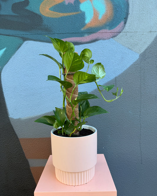 Rose Veneto Devil's Ivy