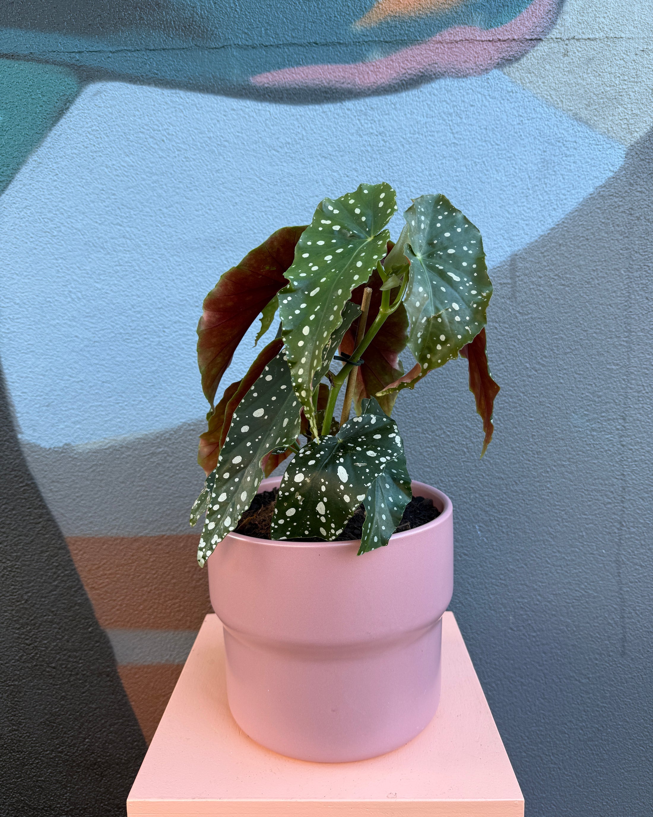 Rose Etta Begonia