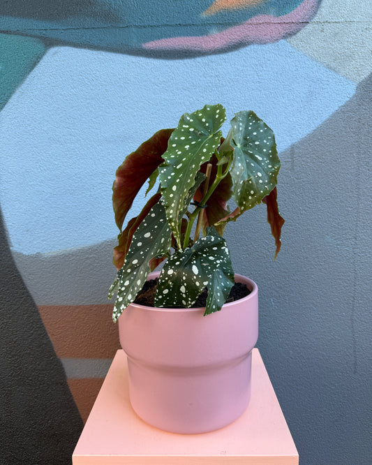 Rose Etta Begonia