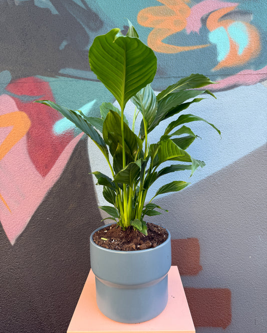 Blue Etta Peace Lily