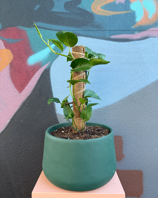 Lottie Forest Green Devil's Ivy