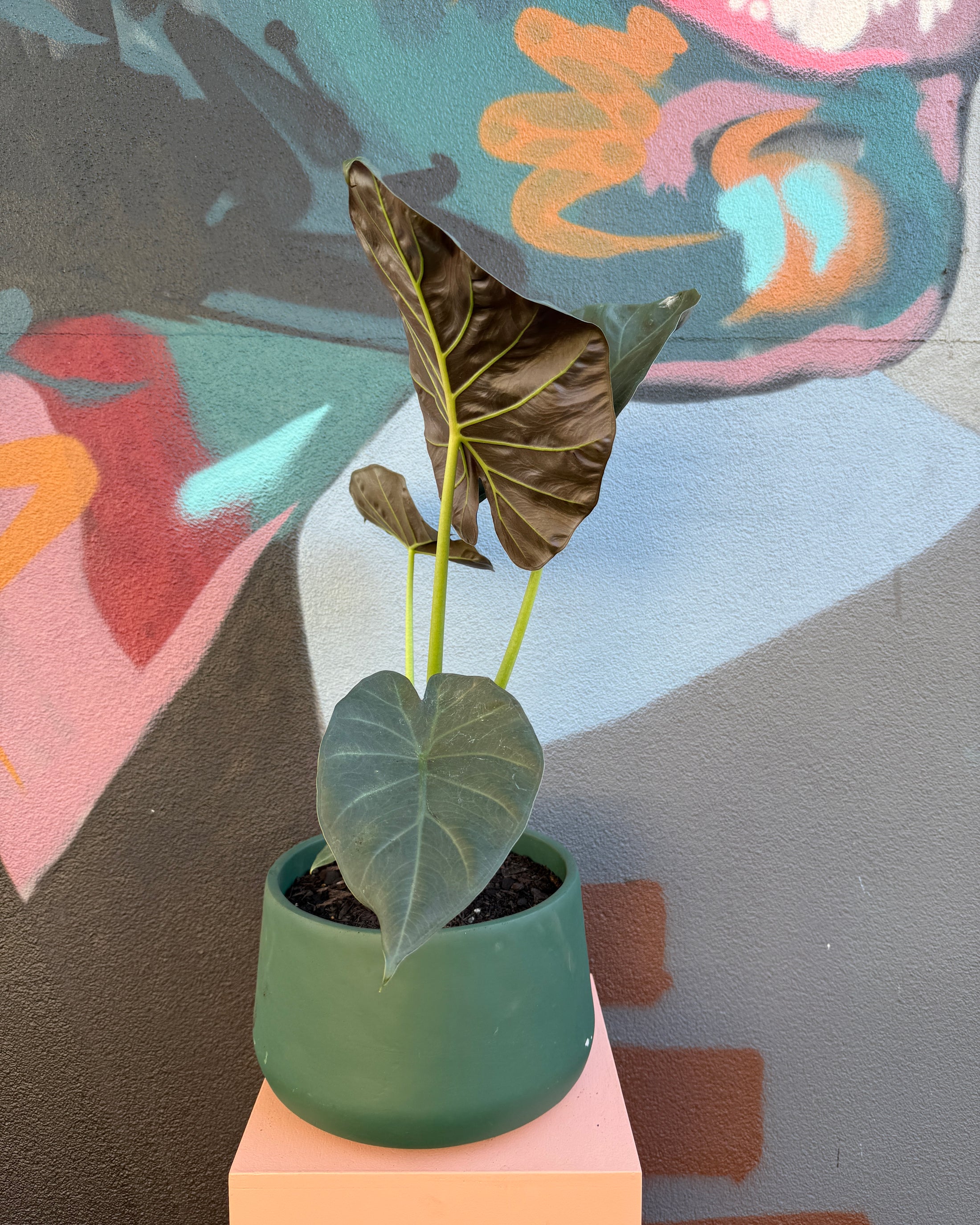 Lottie Forest Green Alocasia