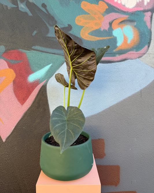 Lottie Forest Green Alocasia