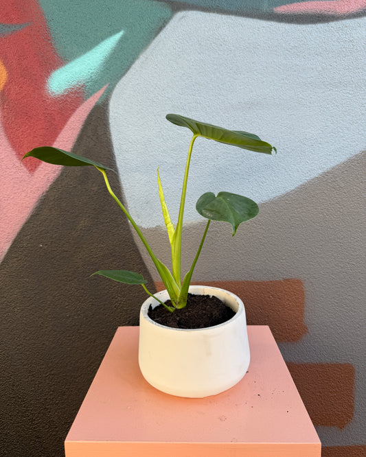 Winslow Monstera