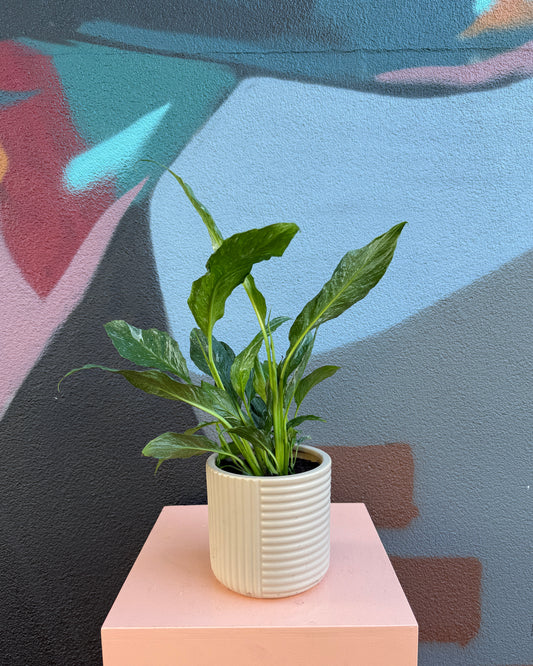 Bone Shelby Peace Lily