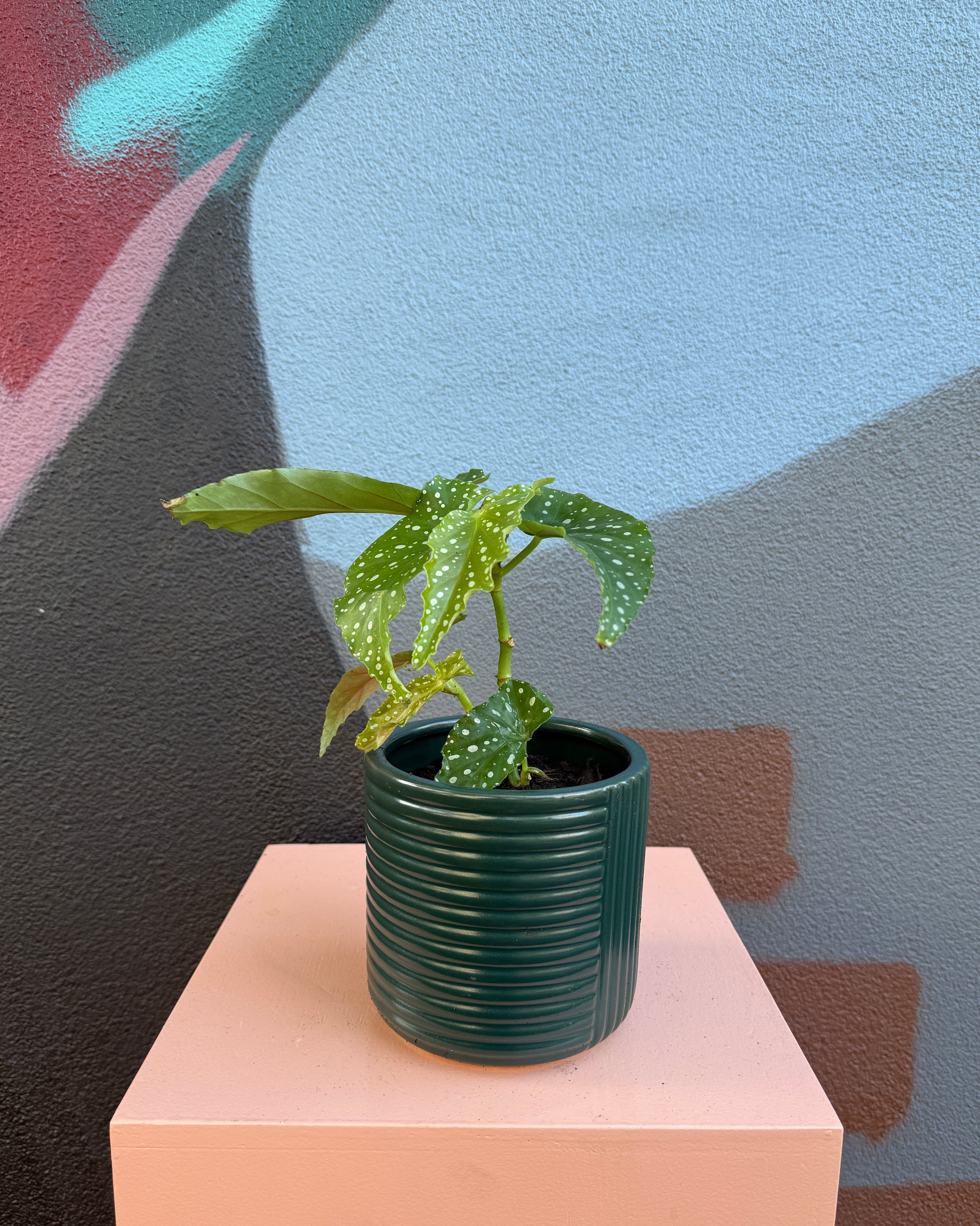 Dark Green Shelby Begonia