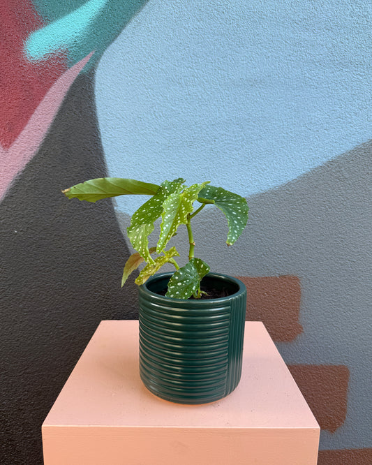 Dark Green Shelby Begonia