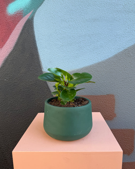 Winslow Forest Green Peperomia