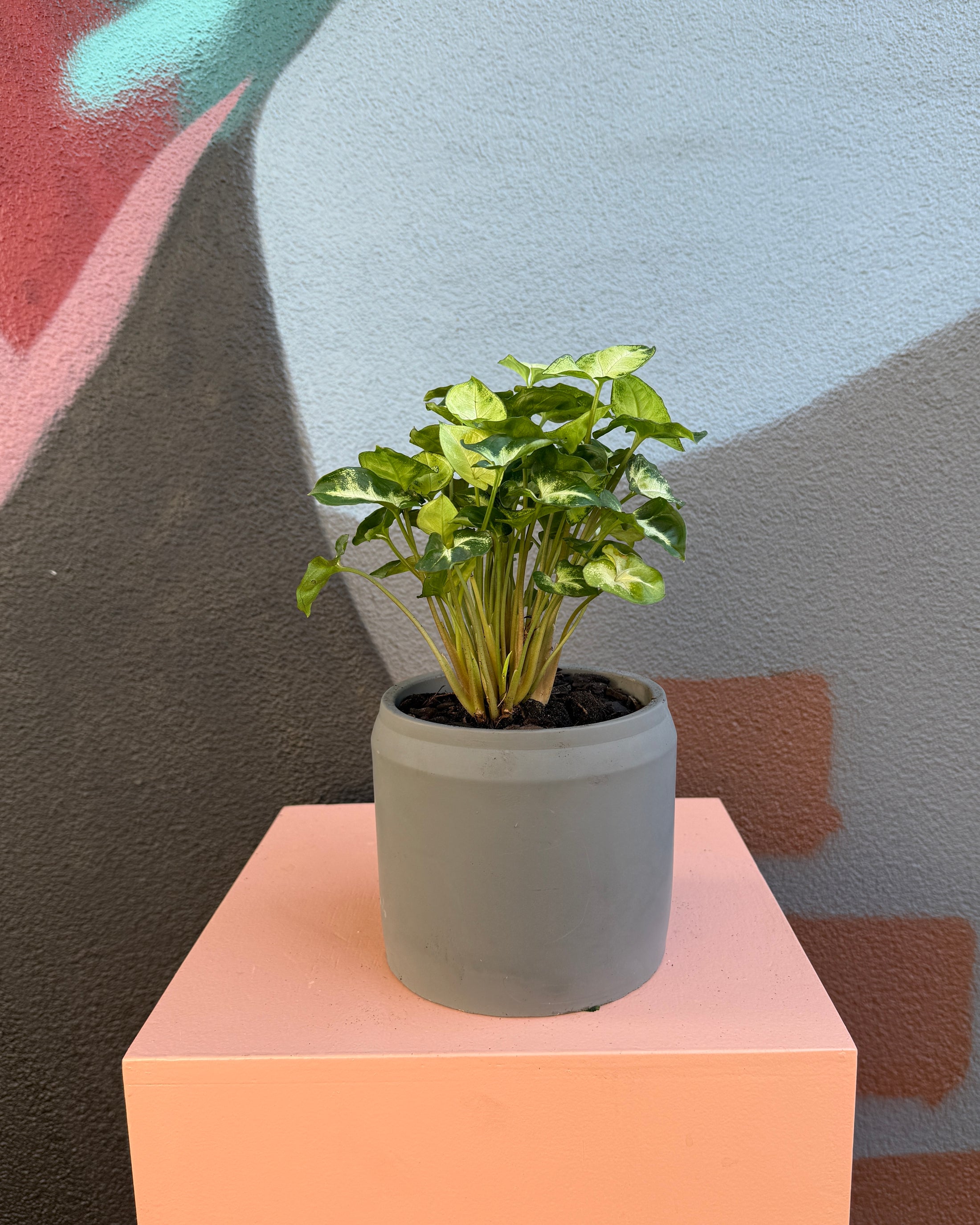 Tessa Dark Grey Syngonium Pixie