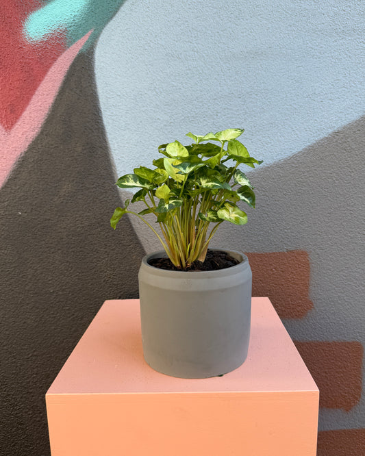 Tessa Dark Grey Syngonium Pixie