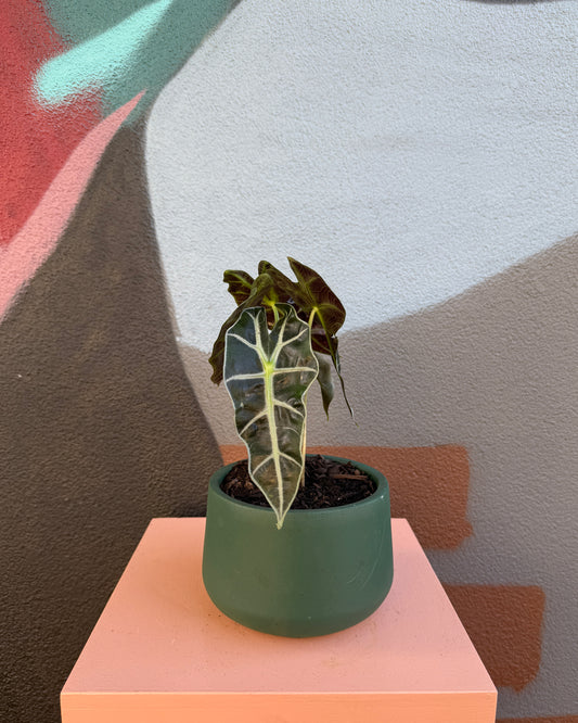 Winslow Forest Green Alocasia