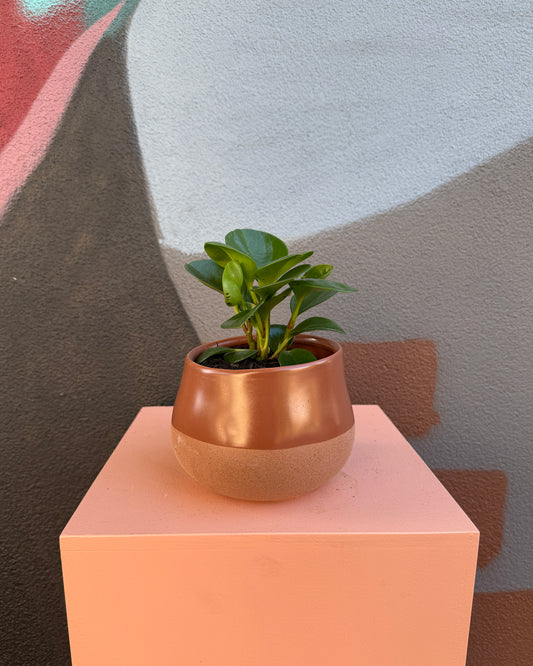 Juliette Rosewood Peperomia