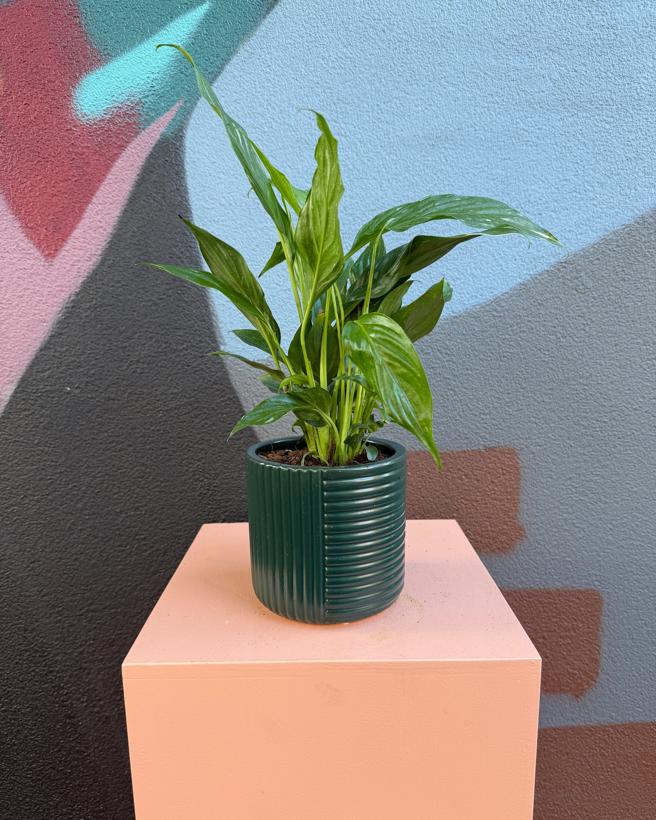 Dark Green Shelby Peace Lily