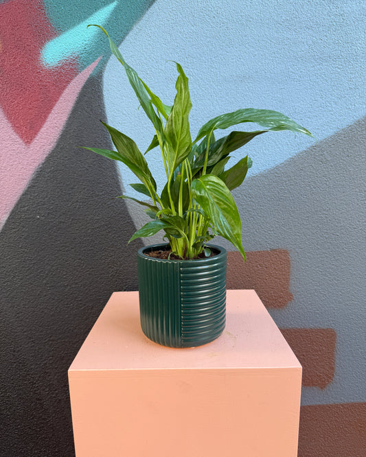 Dark Green Shelby Peace Lily