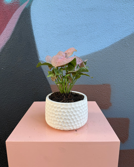 Lottie Syngonium Neon