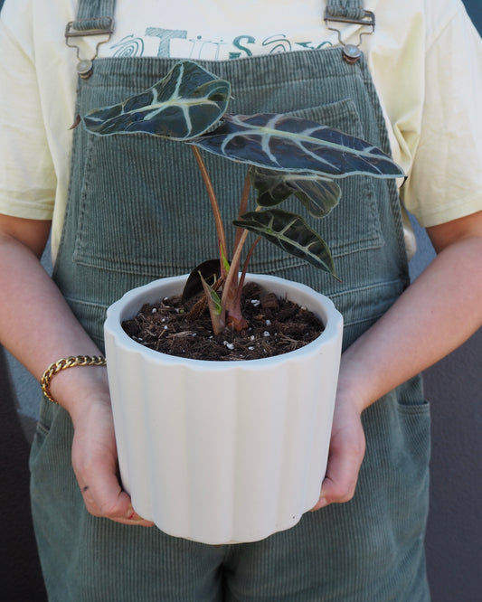 Nina Alocasia