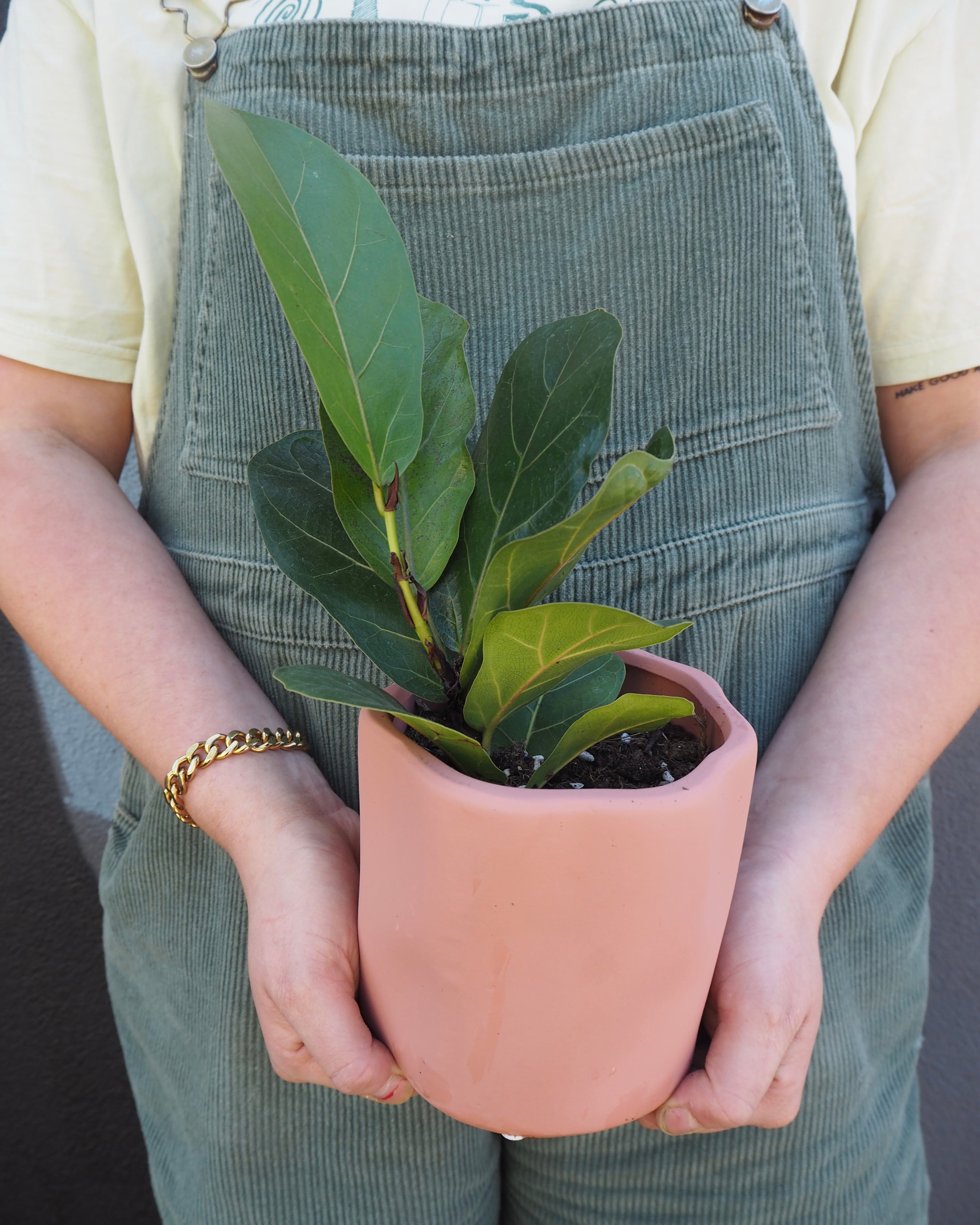 Zoe Fiddle Leaf Fig