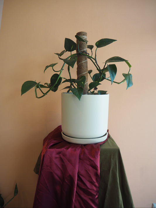 Devil's Ivy