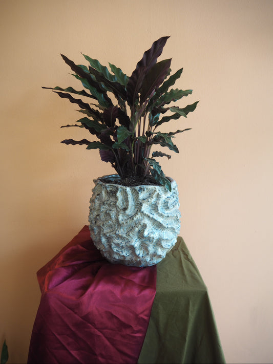 Ocean Calathea
